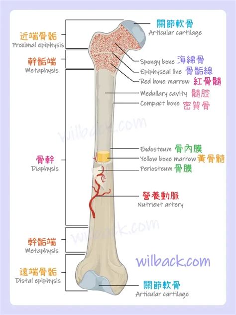 動物骨頭|骨的結構｜第6章 骨組織和骨骼系統 6.3《解剖學與生 